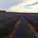 El jardín de la lavanda en Brihuega, ¡no te lo puedes perder!