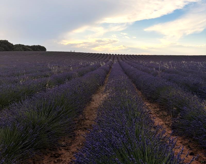 Jardines de lavanda en Brihuega, España