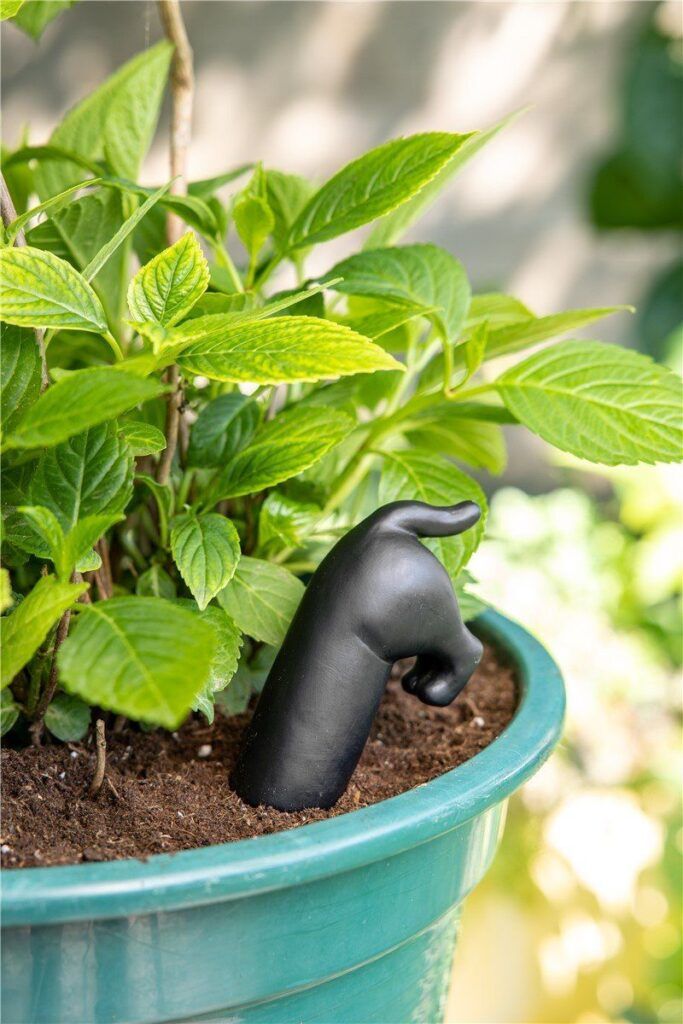 cómo regar las plantas en vacaciones